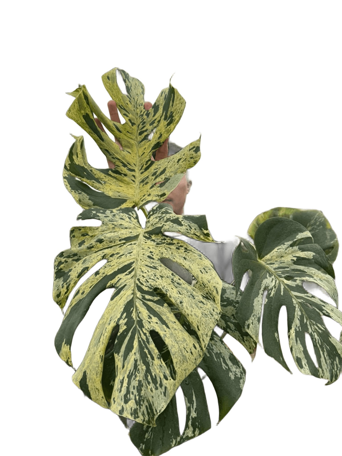 Monstera Deliciosa “Vietciosa” Large size