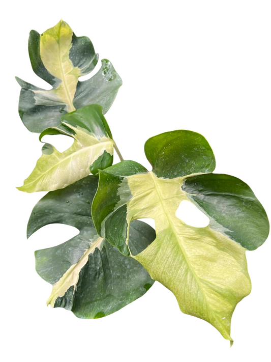 Monstera Deliciosa “White Lava” Variegated 4 leaves