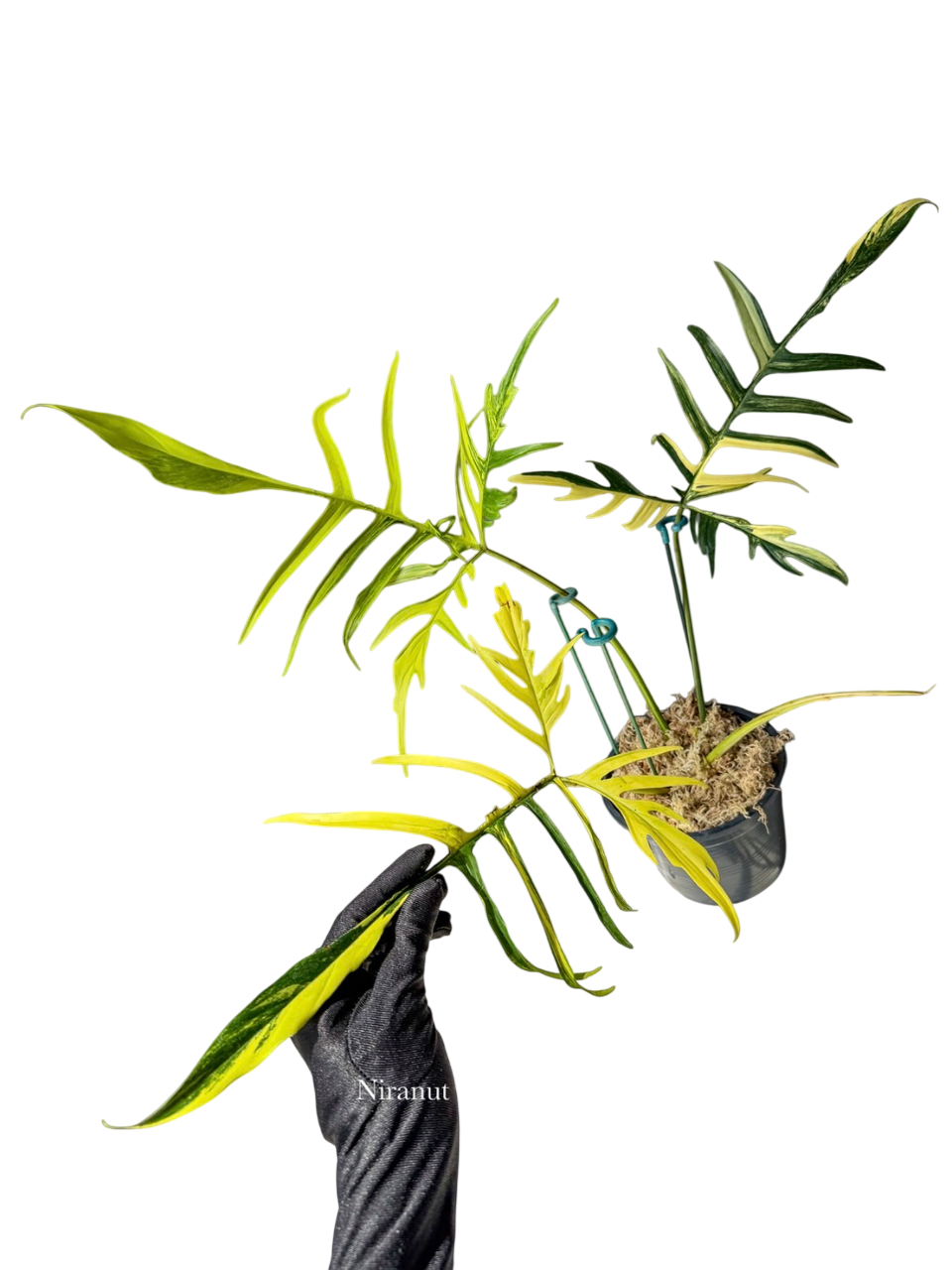 Philodendron Floridabeauty x Poly variegated.