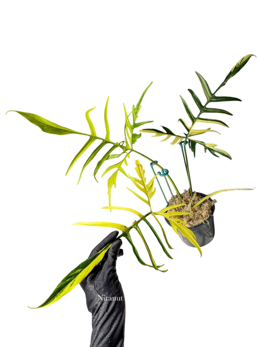 Philodendron Floridabeauty x Poly variegated.