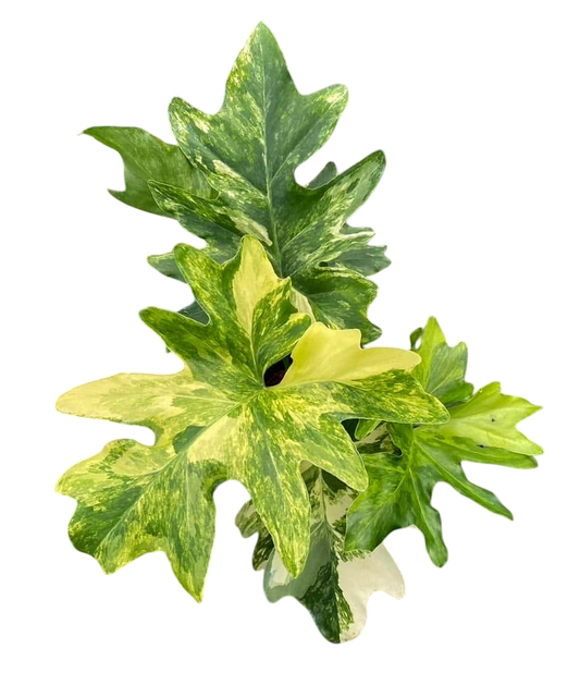 Philodendron Selloum Variegated [Wholesale Set of 5 Plants(big size)