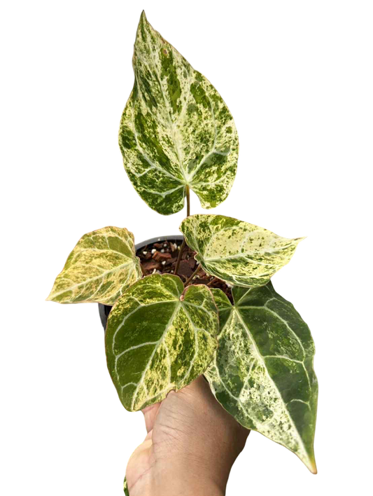 Anthurium Crystallianum variegated