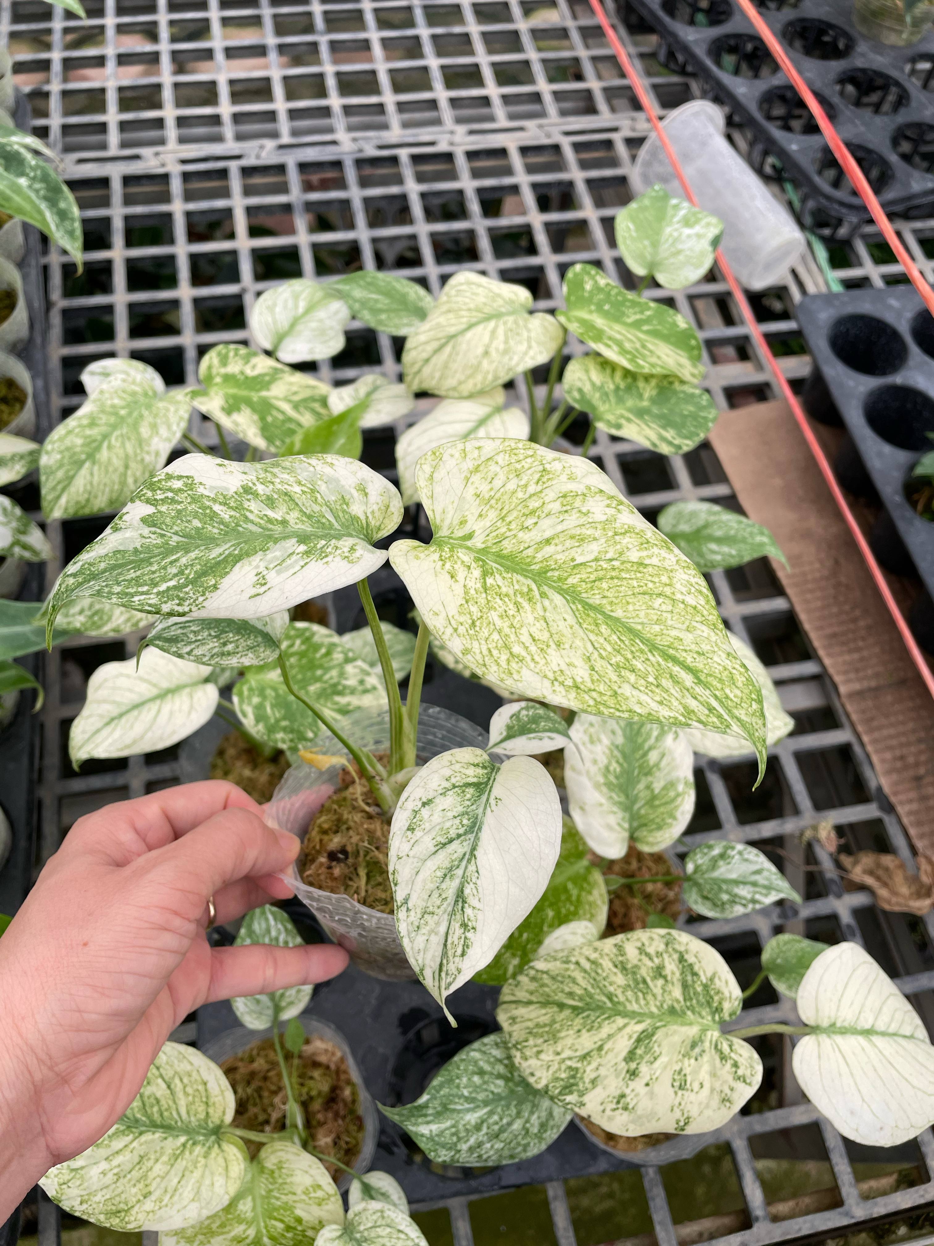 バーンスター　大　ホワイト Monstera white monster var. set 10 plants – Lucky Plants Thailand