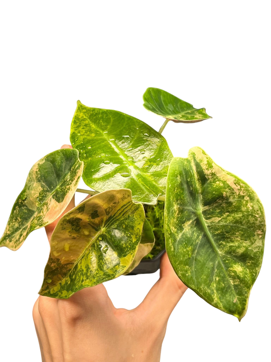 Alocasia Sedenii Aurea Variegated