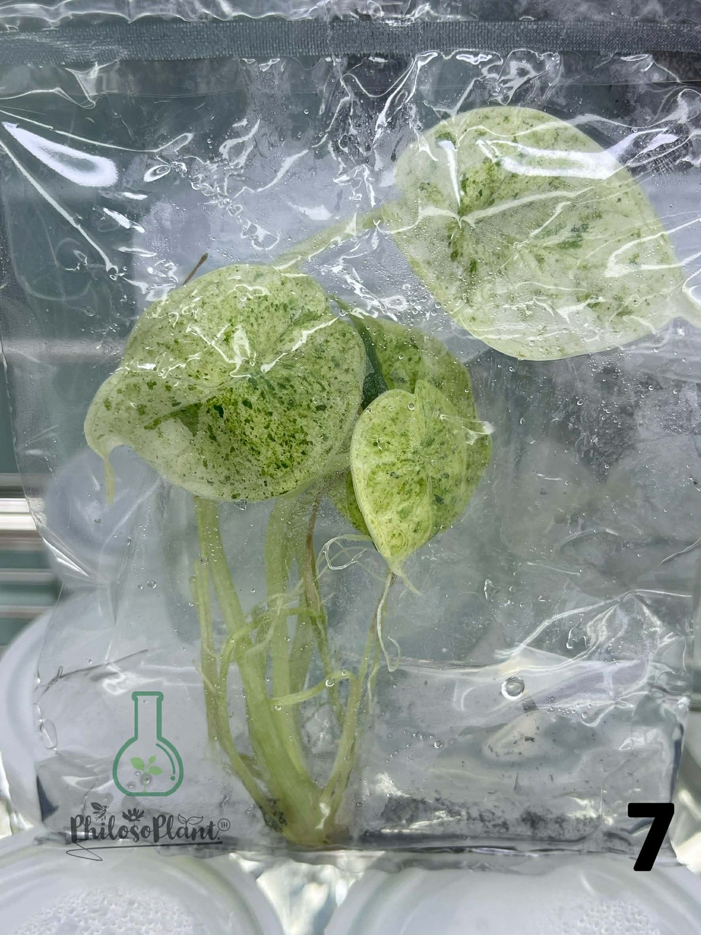 Alocasia Dragon Scale Mint – Tissue Culture (Set of 30)