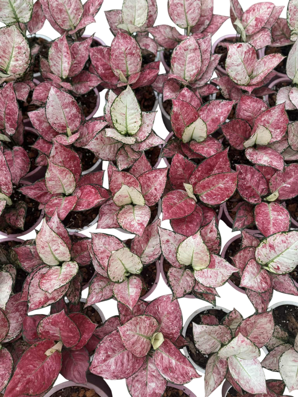Aglonema zolina (rare plants)
