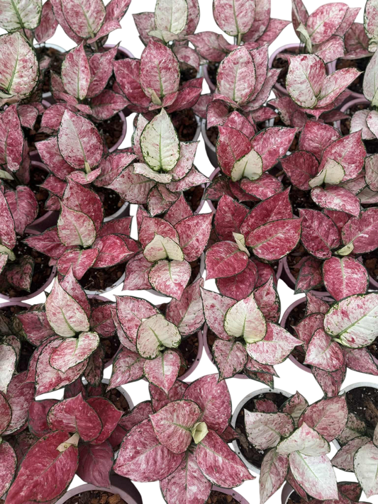 Aglonema zolina (rare plants)