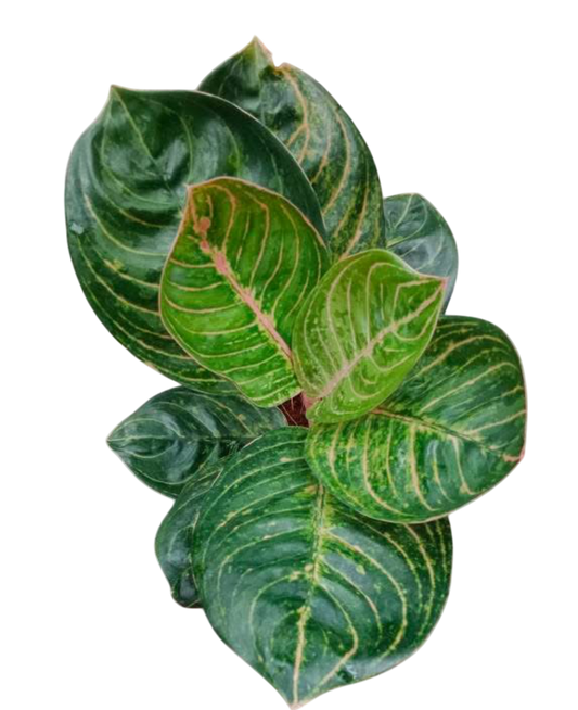 Aglaonema “Siam Perfect” – Wholesale Set of 10 Plants