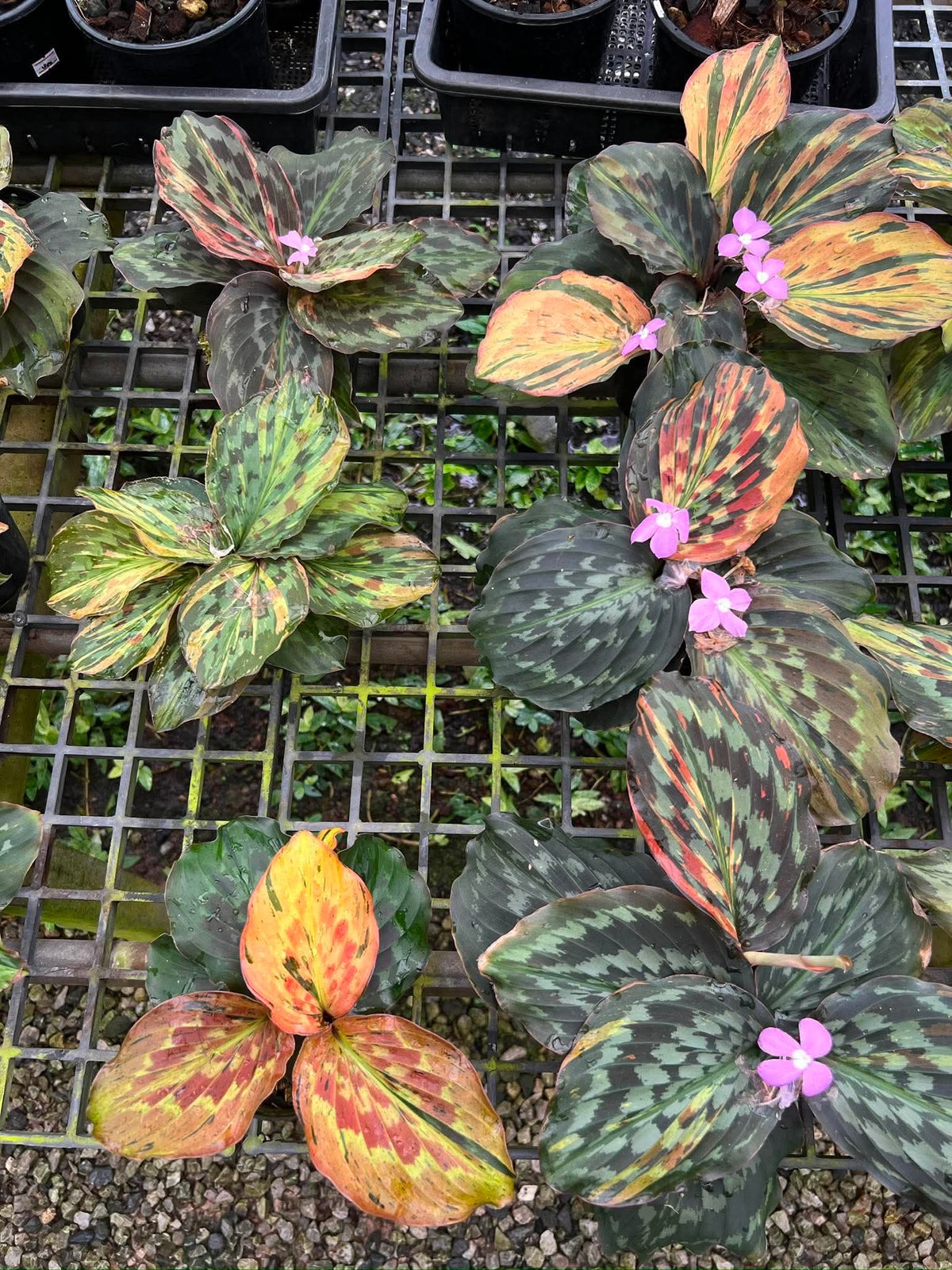 Kaempferia sp. Variegated Set of 10 Plants