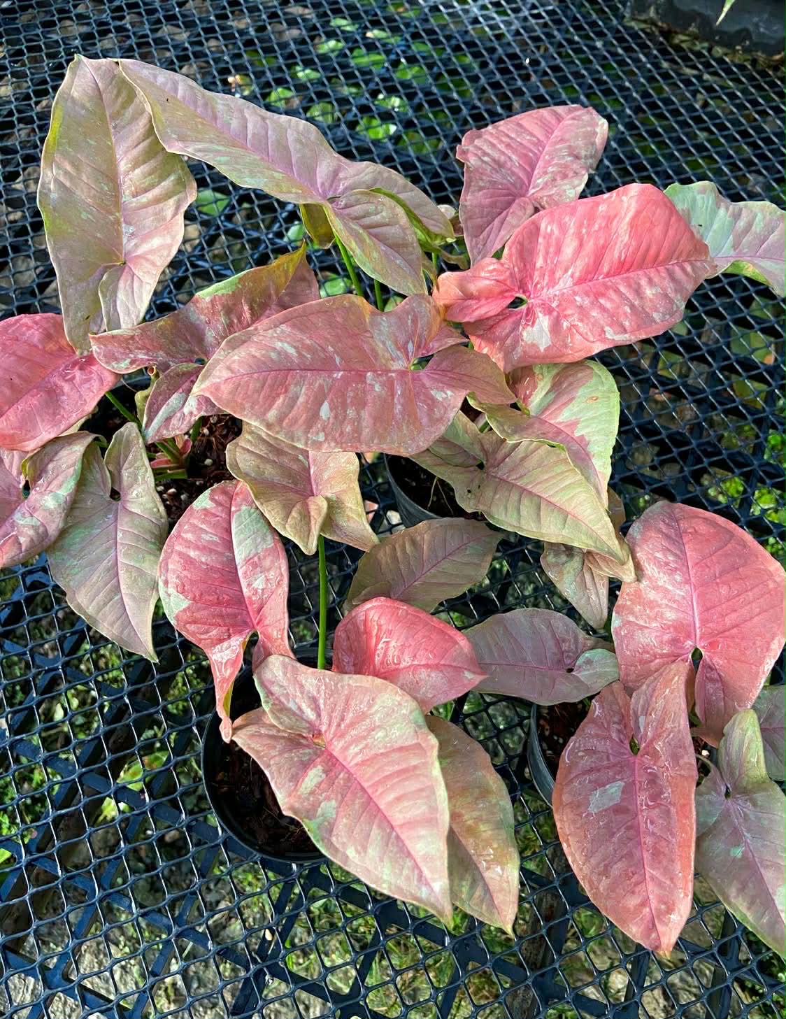 Syngonium Pink aura - Set of 10 plants
