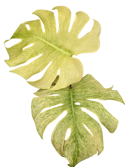 Monstera deliciosa white tear.