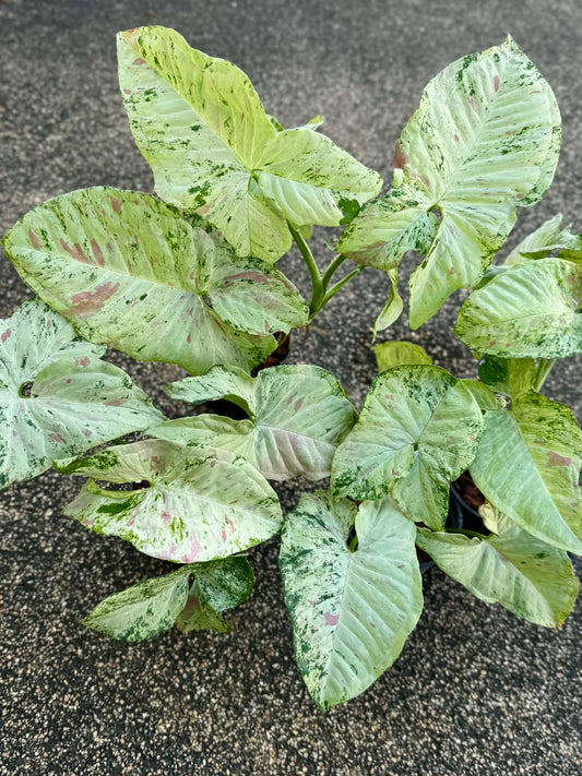 Syngonium Milk  Tricolor marble -Set of 10 plants