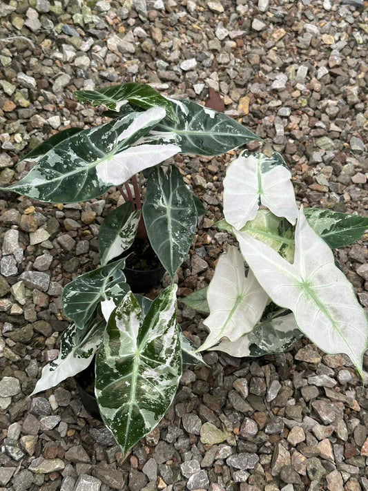 Alocasia “Pink Dragon” Albo Variegated Set of 5 Plants