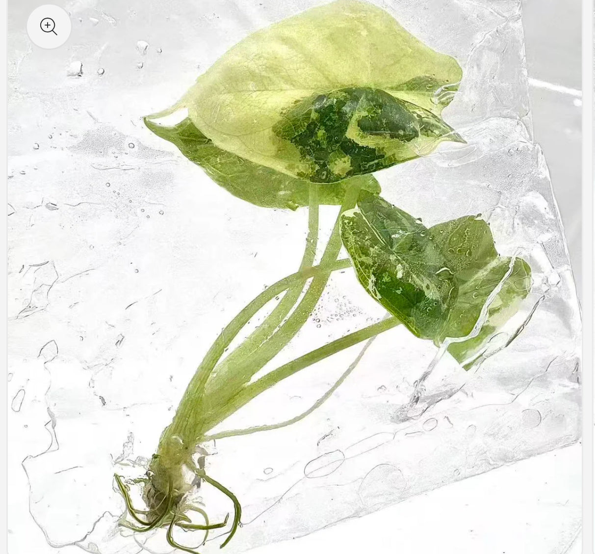 Alocasia Dragon Scale Albo Variegated – Tissue Culture (Set of 10)