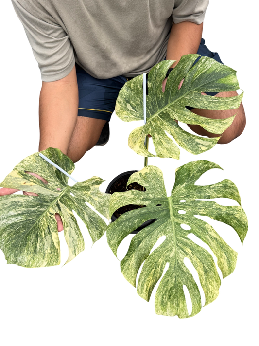 Monstera Deliciosa “Green Snow”