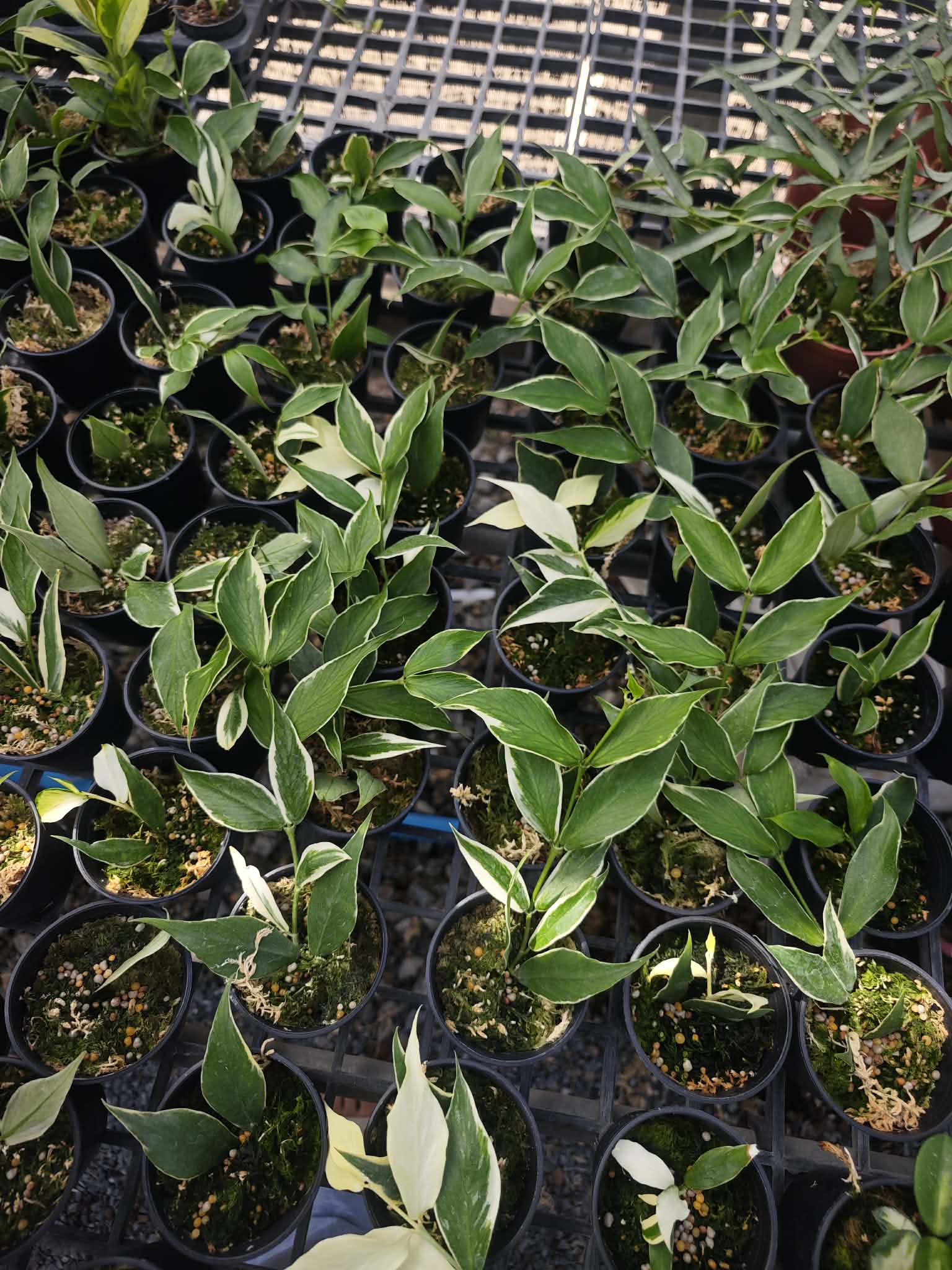 Hoya Polyneura Outer Variegated. Set of 10 plants – Lucky Plants