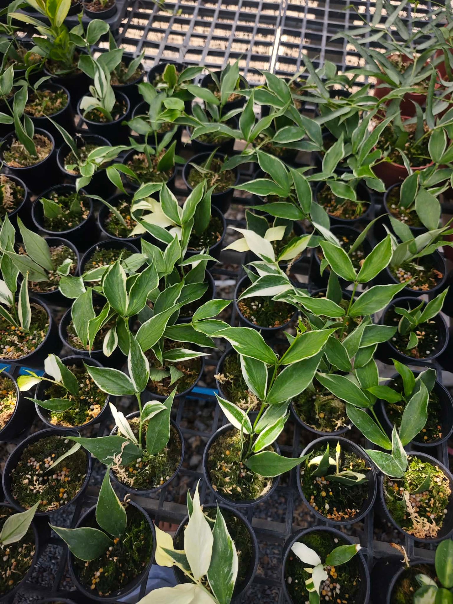 Hoya Polyneura Outer Variegated. Set  of 10 plants