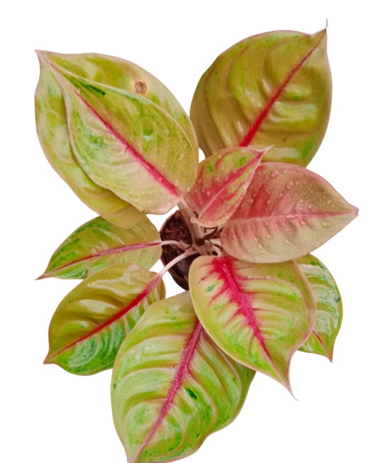 Aglaonema “Wang thong” Bundle of 10 Plants