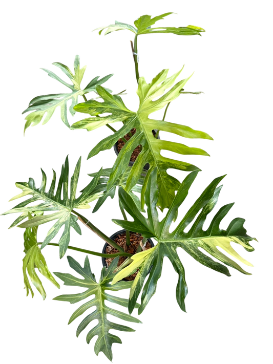 Philodendron Radiatum Variegated Set of 2 Plants
