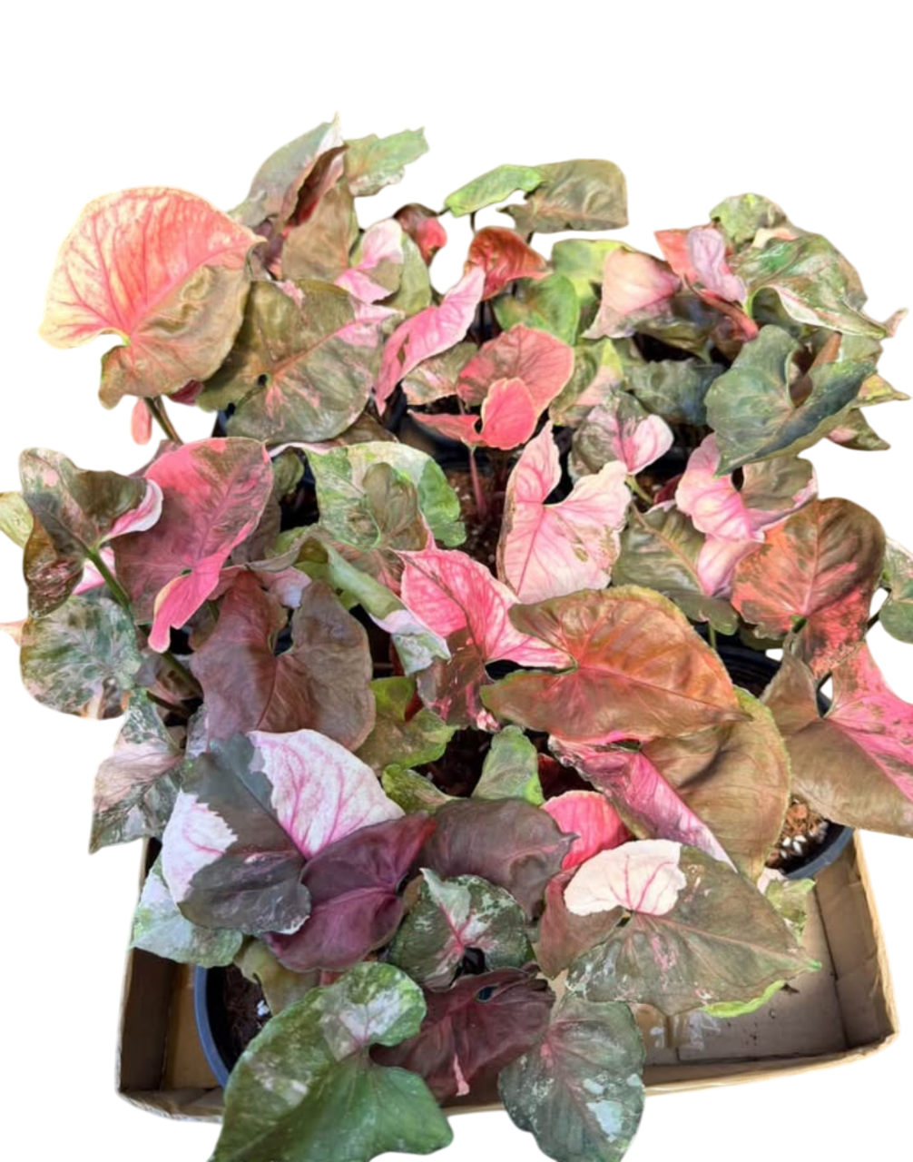 Syngonium Strawberry Ice galaxy Variegated - Wholesale Bundle (Set of 10 Plants)