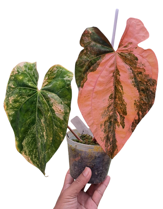 Anthurium Papi × Subsingnatum