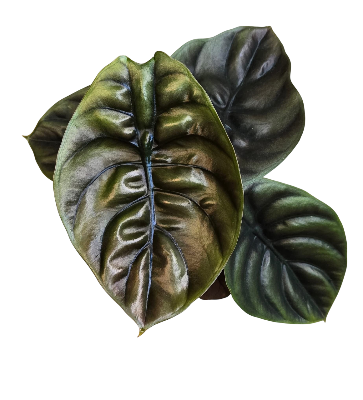 Alocasia cuprea red secret-Set of 10 plants