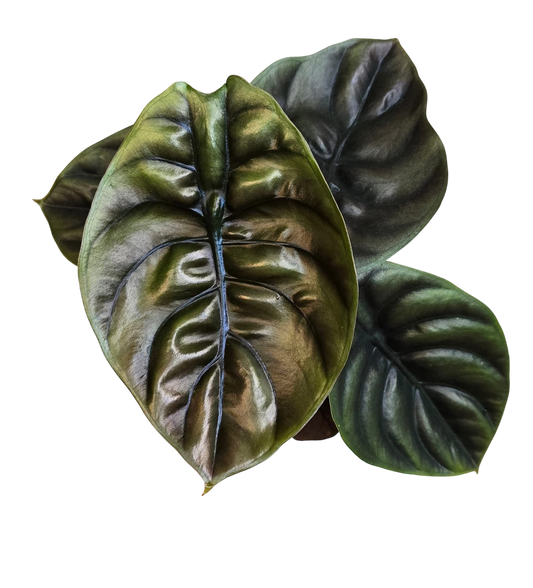 Alocasia cuprea red secret-Set of 10 plants