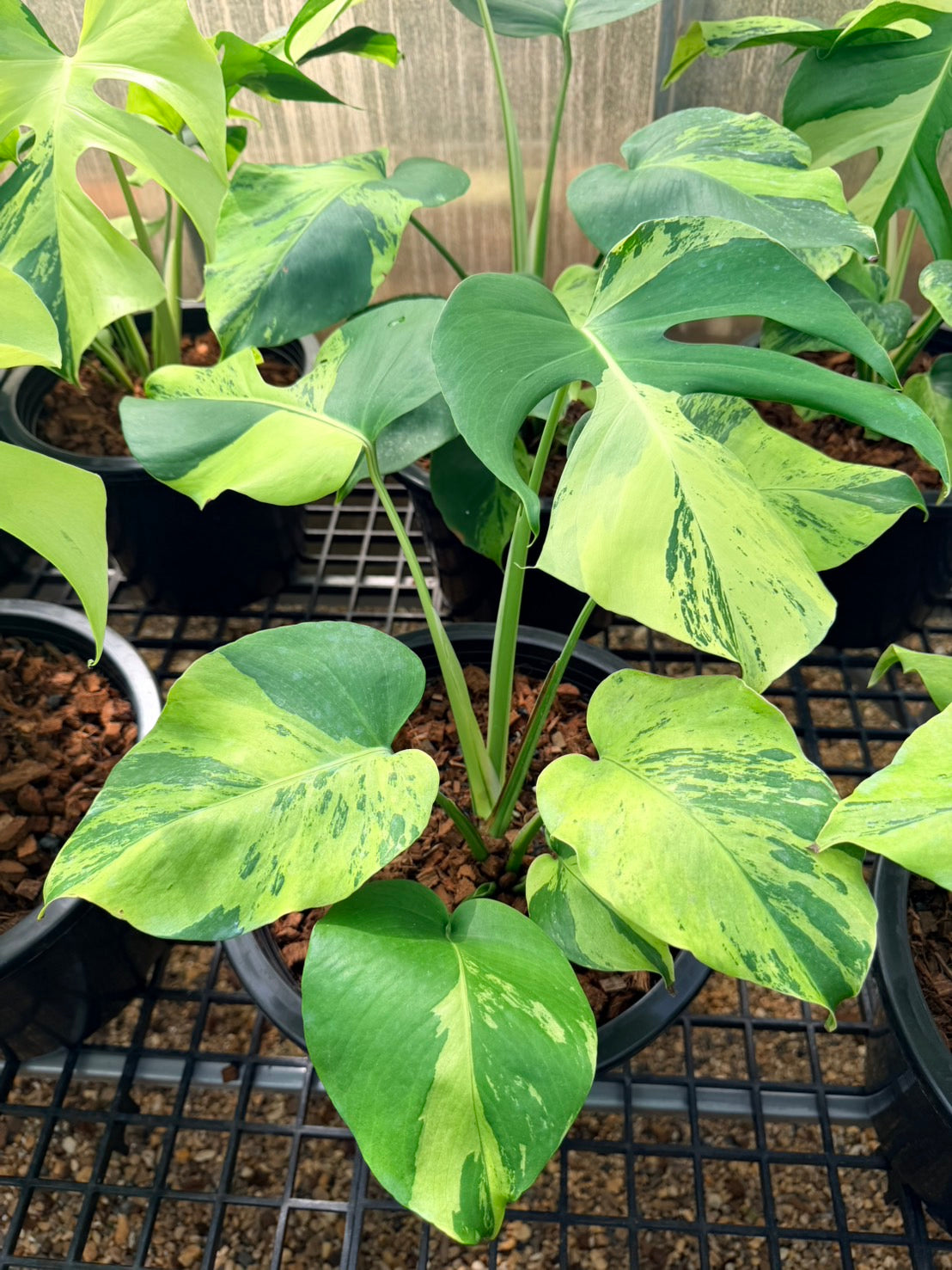 Monstera Deliciosa “Light Lime”