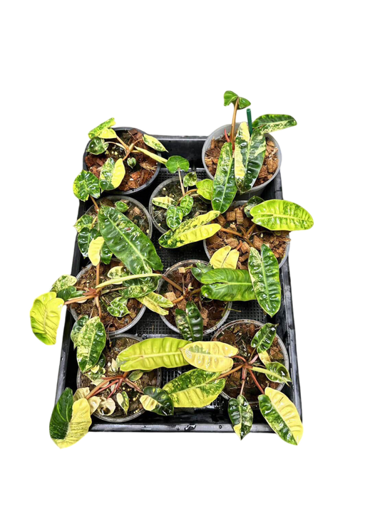 Philodendron billietae variegated small set of 5 plants