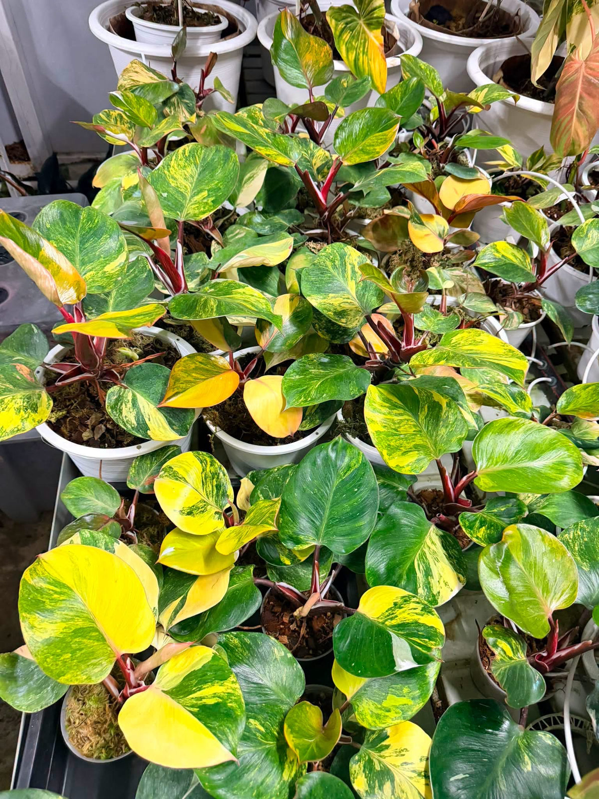 Philodendron White night tricolor