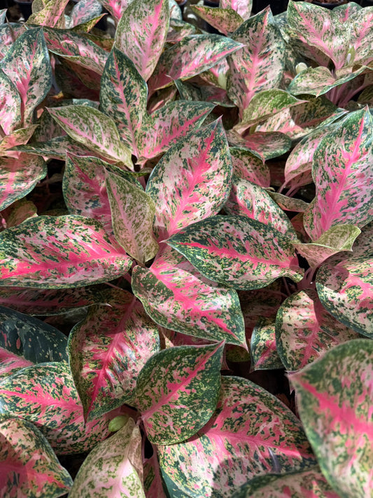 Aglaonema 9 Karat .Set of 10 plants