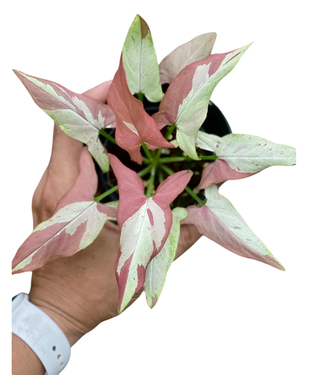 Syngonium Orm nagpum variegated (Rose mini variegated)-Wholesale Bundle (Set of 10 Plants)
