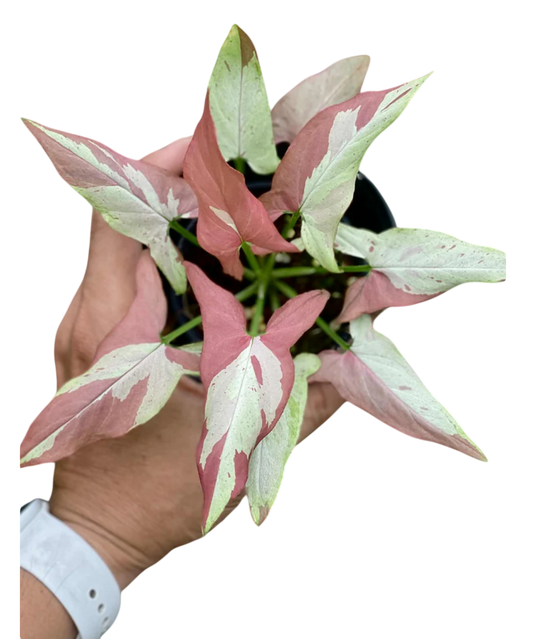 Syngonium Orm nagpum variegated (Rose mini variegated)-Wholesale Bundle (Set of 10 Plants)