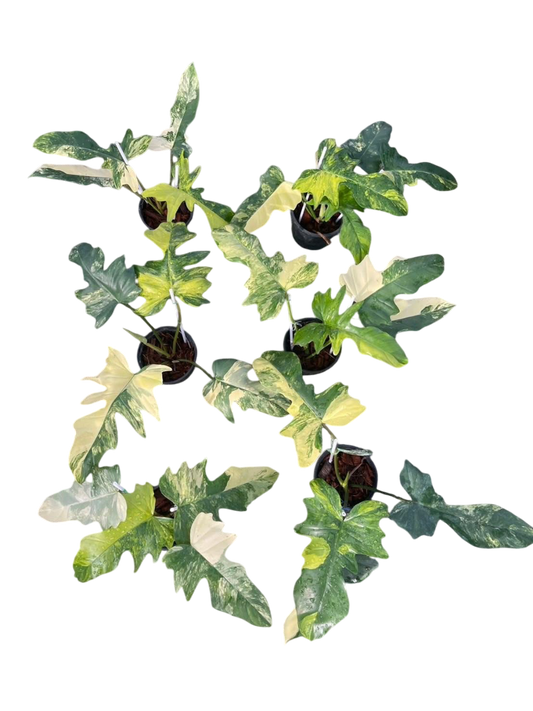 Philodendron Florida Beauty x Mayoi Variegated Set of 10 Plants