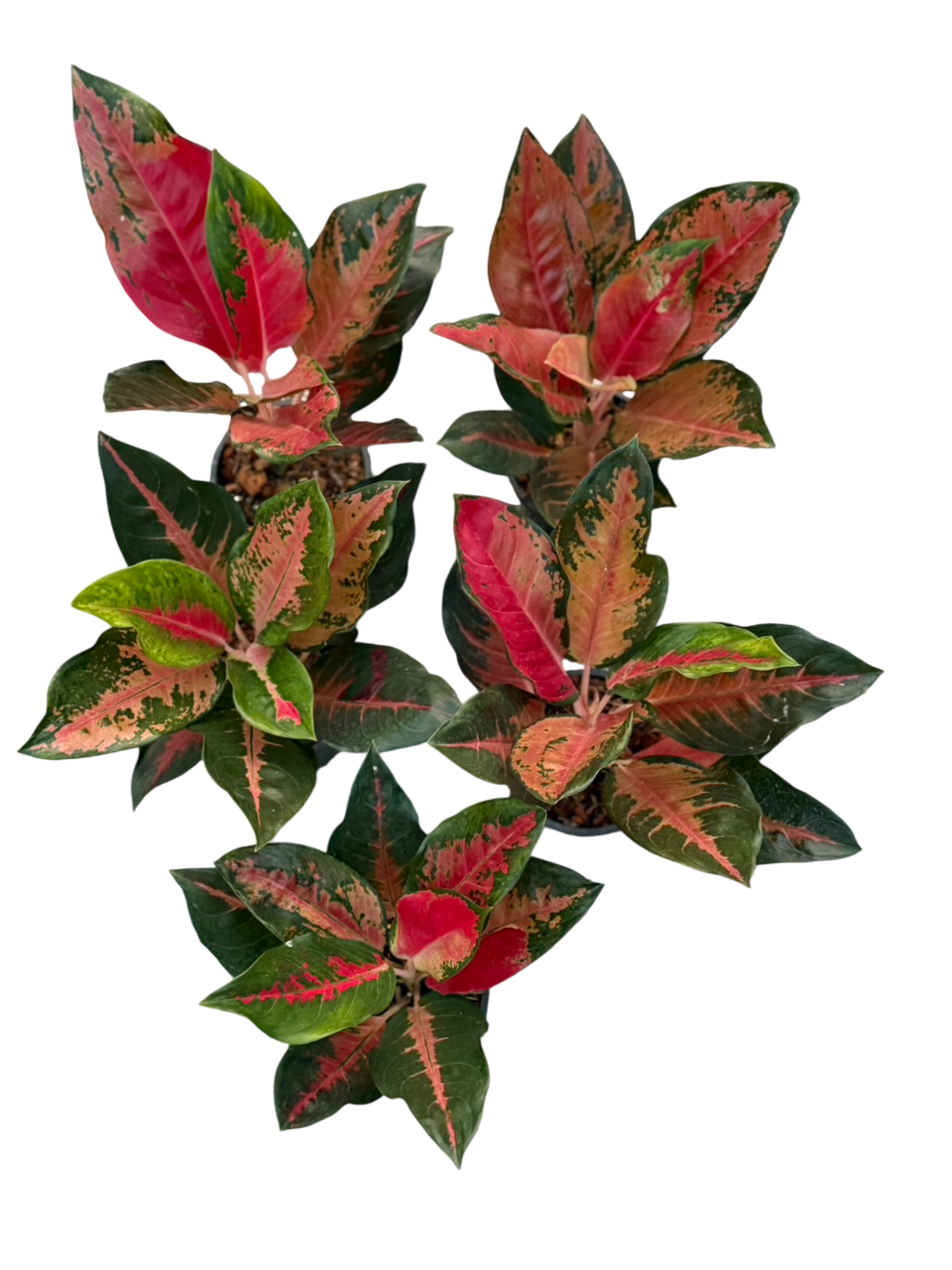 Aglaonema Suksom Tricolor – Set of 10 Plants
