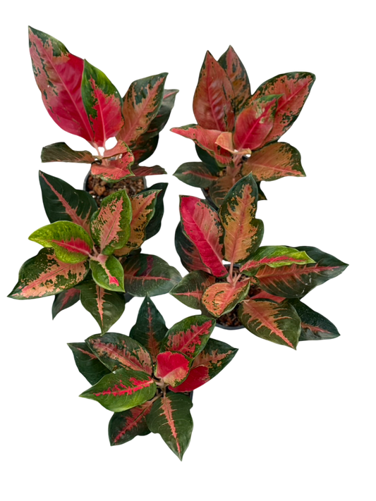 Aglaonema Suksom Tricolor – Set of 10 Plants