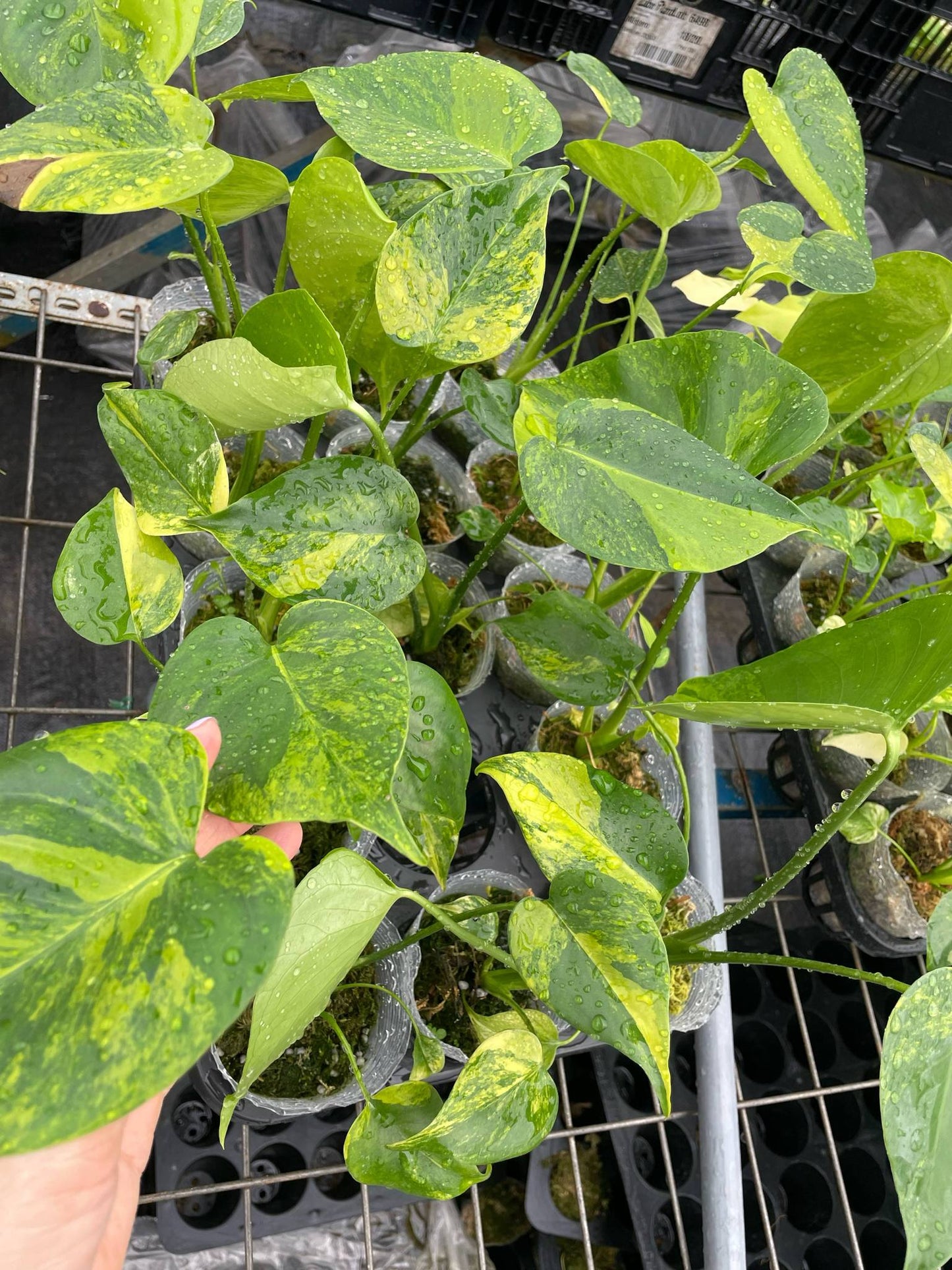 Monstera marilyn var. set 10 plants