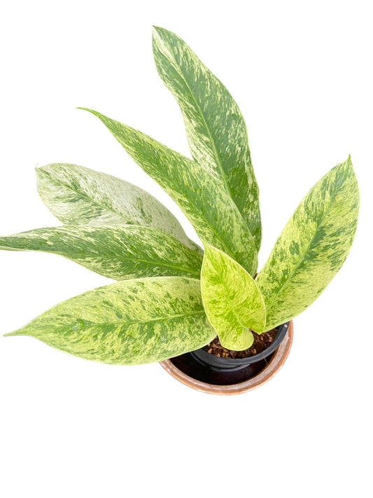 Rhaphidophora elliptifolia variegated