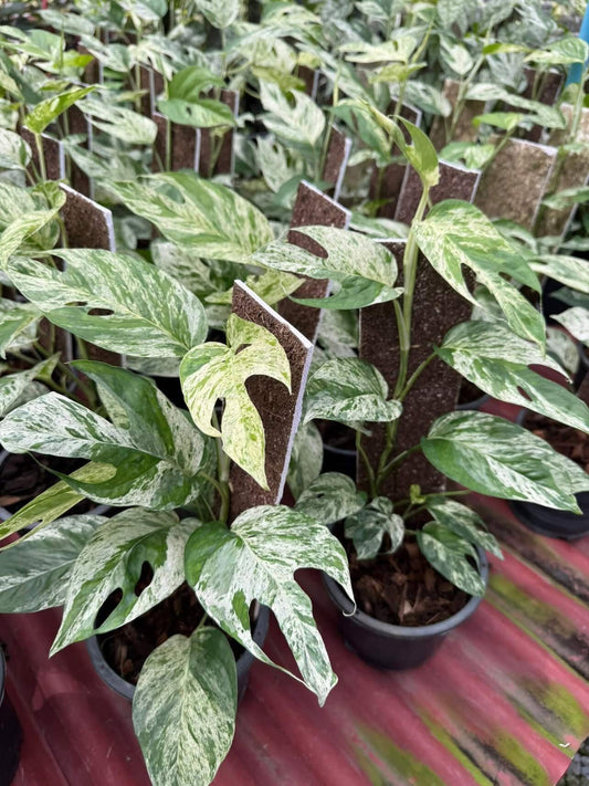 Epipremnum Pinnatum mable-Set of 10 plants