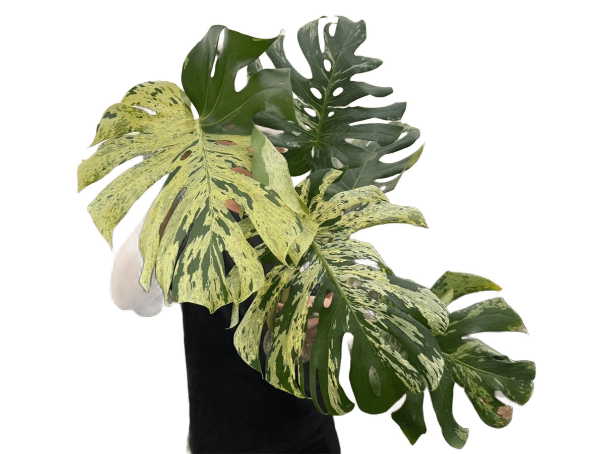 Monstera Deliciosa “Vietciosa” Large size