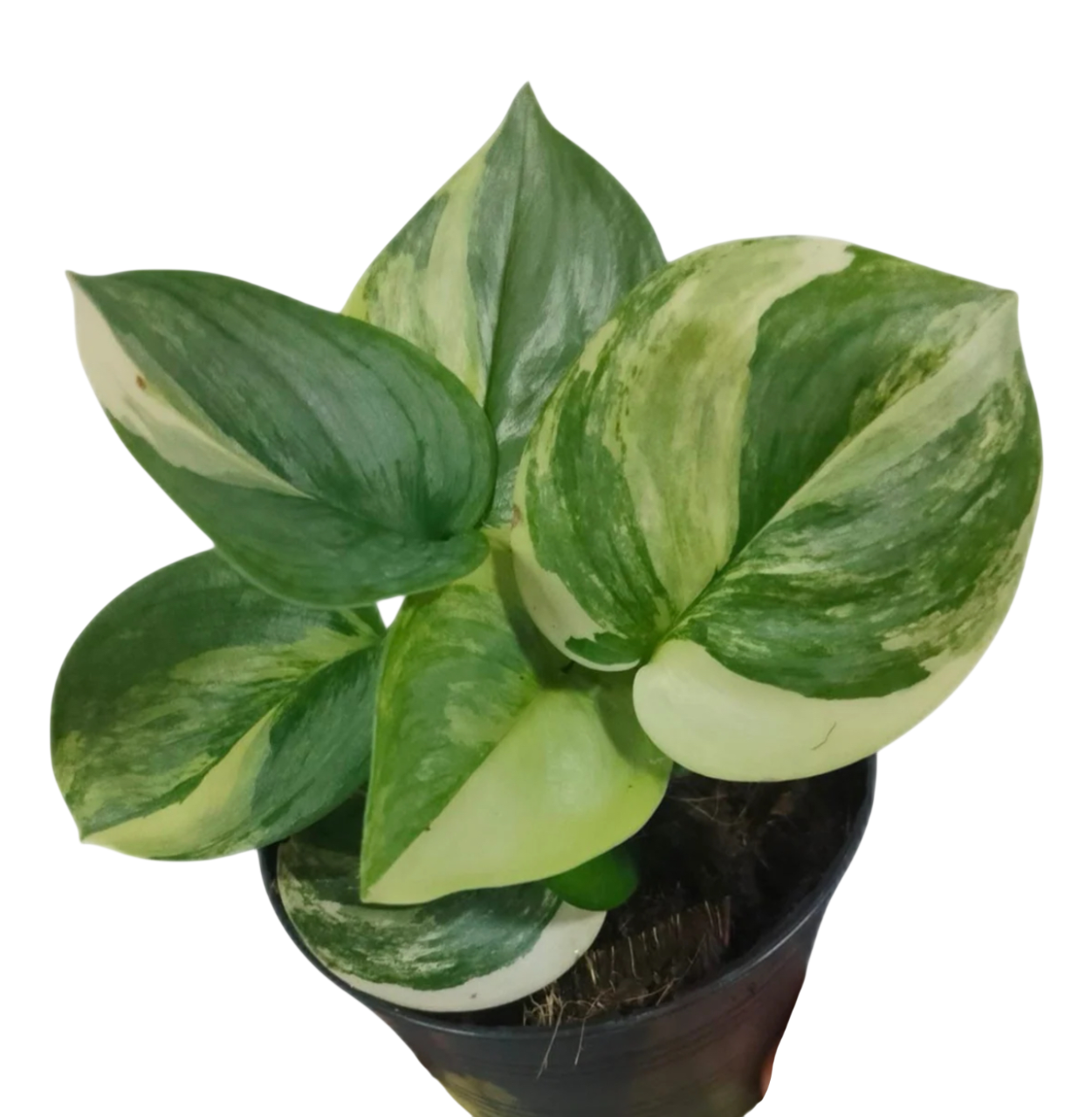 Scindapsus Rubicon Aurea Variegated Set of 5 Plants