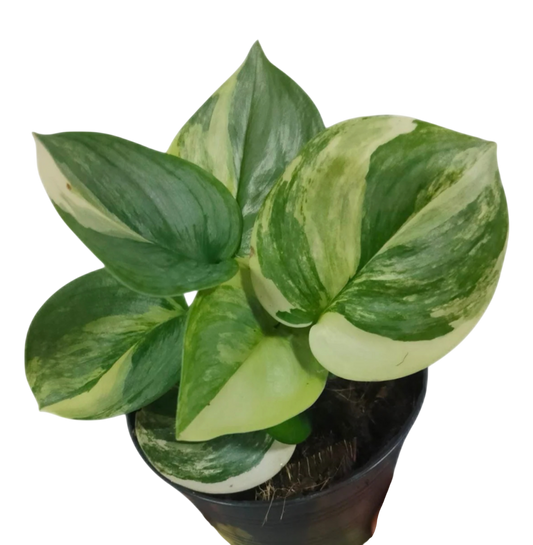 Scindapsus Rubicon Aurea Variegated Set of 5 Plants