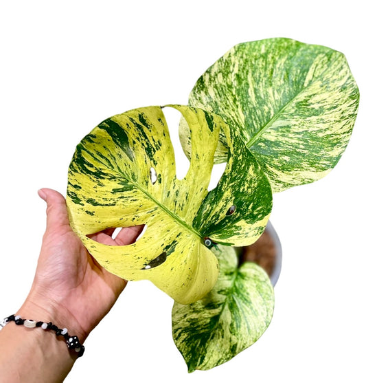 Monstera Deliciosa Mint Siam var.