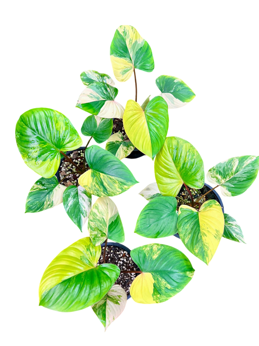 Homalomena Rubescens Aurea Variegated Set of 5 Plants
