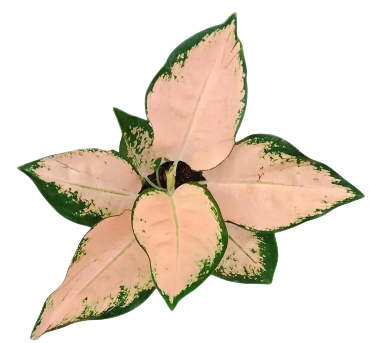 Aglaonema Kochin Sutra Set of 3 Plants