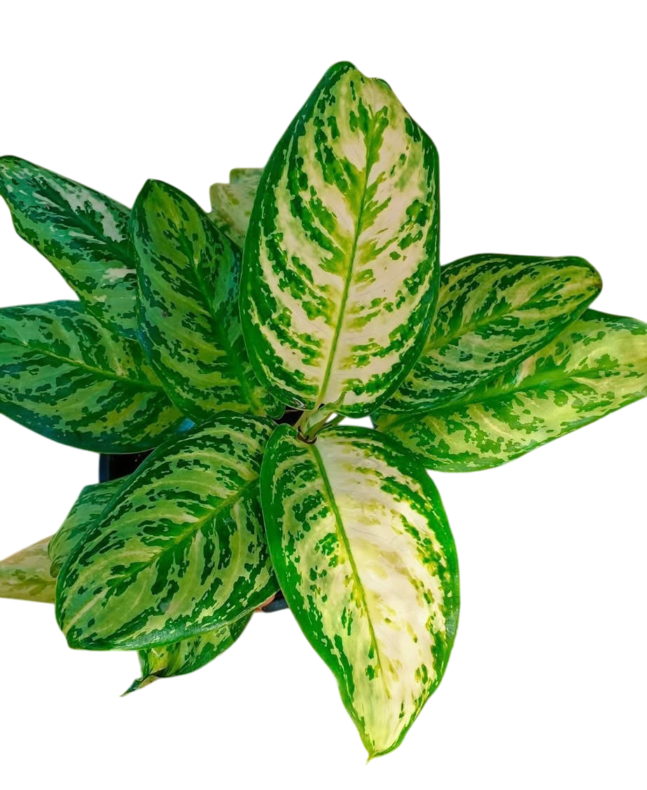 Aglaonema “platinum” Set of 10 plants