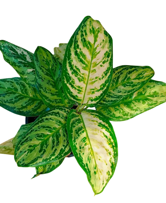 Aglaonema “platinum” Set of 10 plants