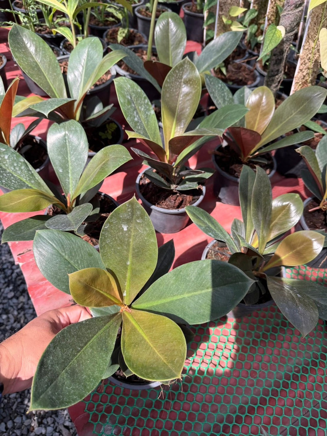 Philodendron Linnaei -Set of 10 plants