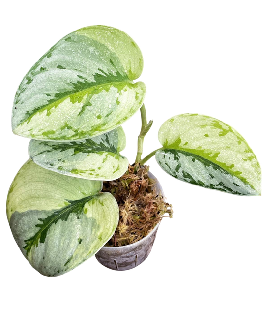 Scindapsus Yupa Variegated – Set of 3 Plants