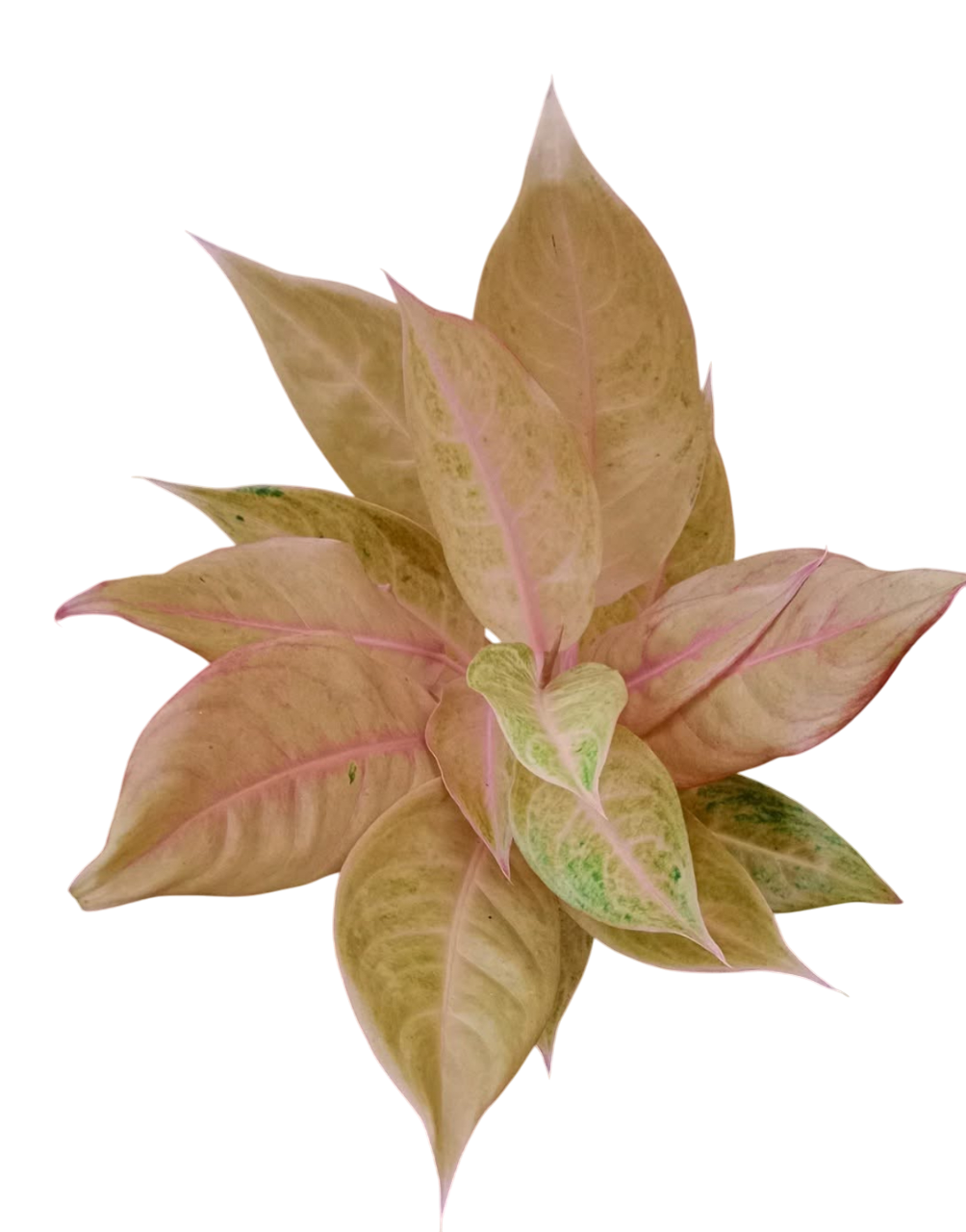 Aglaonema “Mulan” | Set of 10 Live Plants